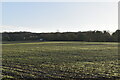 Arable field in winter