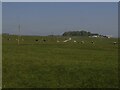 Cattle near Pyethorns