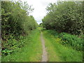 Llwybr ym Mhlanhigfa Helgwm / Path in Helgwm Plantation