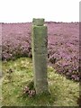 NZ6004 : Old Guide Stone on Greenhow Bank, Ingleby Moor by Milestone Society