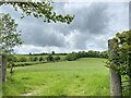 Pasture at Penrhiw Geingen