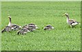 NJ9748 : Family of Greylag Geese by Oliver Dixon