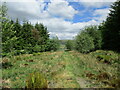 Southern Upland Way passing through a plantation on Sanquhar Moor