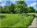 Horse Chestnut Blossom and Cow Parsley