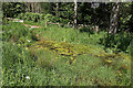 A small pond at Drygrange Community Woodland, Orchard and Forest Gardens