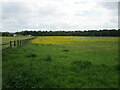 Buttercup filled meadow