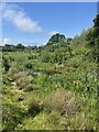 Pond near Whelpley Sewe