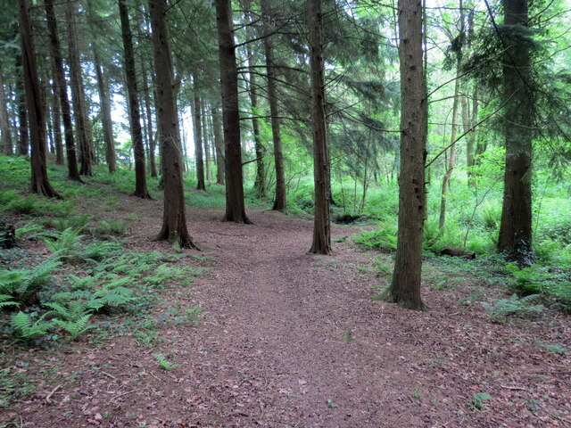 Llwybr coedog / Wooded path