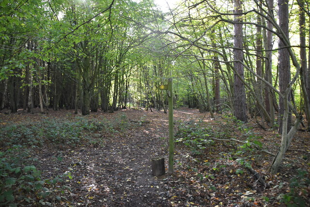 Footpath waymarker, Bixley Wood