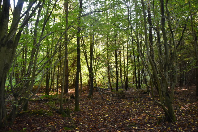 Bixley Wood