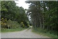 Forest track near Middleton