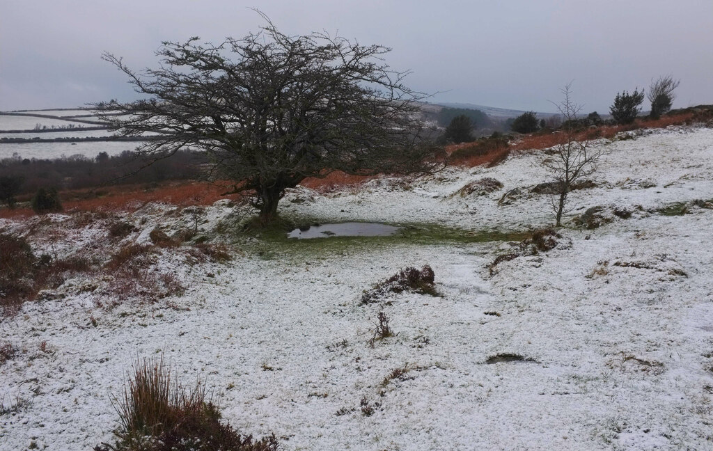 Tree, Buckland Common © Derek Harper cc-by-sa/2.0 :: Geograph Britain ...