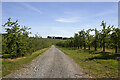 Cider orchard near Hockham