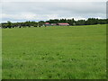 Pasture at Greenrigg