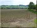 Emerging crop, south of Hedge Lane