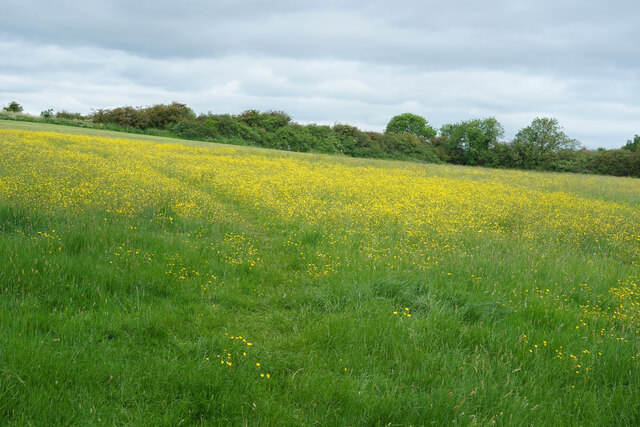 Buttercup meadow © Malcolm Neal cc-by-sa/2.0 :: Geograph Britain and ...