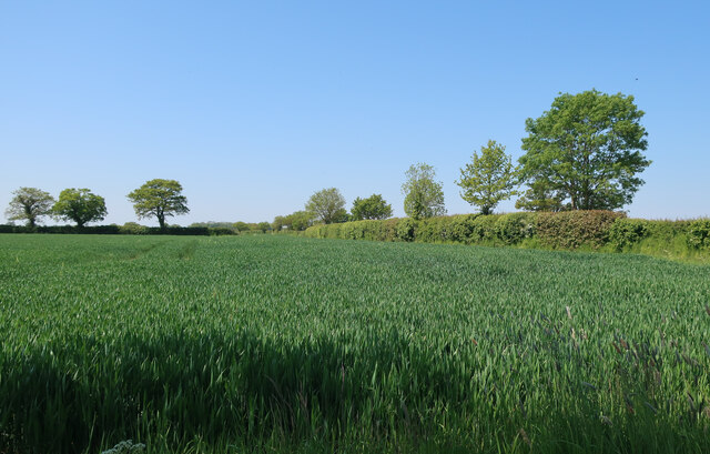 Field by Aldborough Road