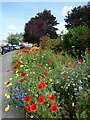 Wells Way wildflowers, Davington