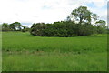 Wooded motte at Higham Gobion Castle