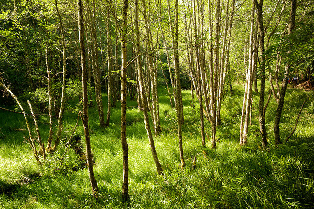 Silver birch in Evanton Community Wood