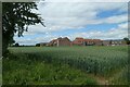 Wheat near Ulleskelf