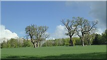 SJ3035 : Trees in a field near Henlle Hall by Alpin Stewart