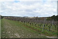 Footpath through vineyard