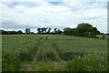 Farmland north of Hillam Common Lane