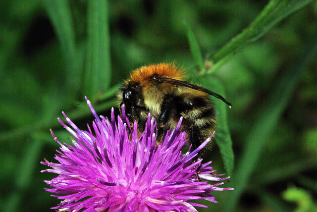 Common Carder Bee © Robin Webster :: Geograph Britain and Ireland