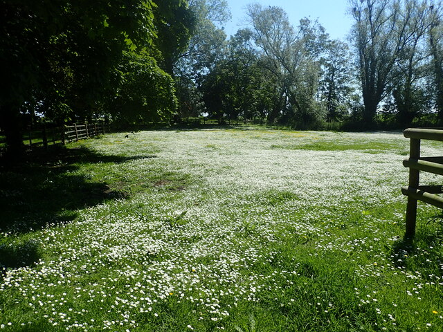 A field of daisies at Snave