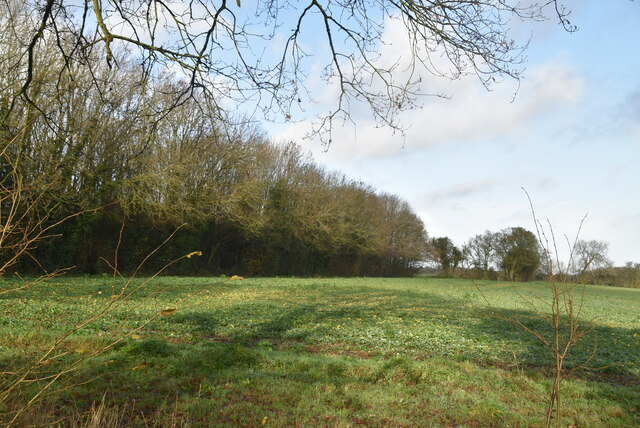 Haddocks Wood © N Chadwick :: Geograph Britain and Ireland