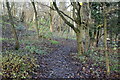 TQ6464 : Footpath, Hopehill Wood by N Chadwick