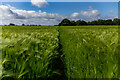 Newcastle Way Through the Crops, Loggerheads