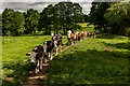 Cows Using the Newcastle Way, Loggerheads