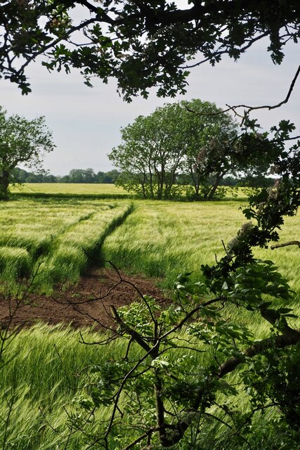 Wheat field near Grange Farm