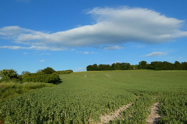Farmland, Sparsholt