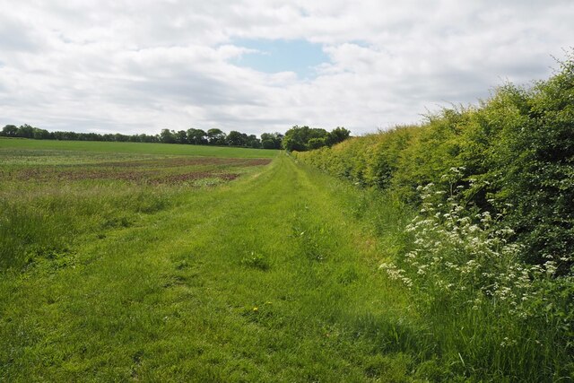 Path between a hedge and a field