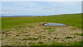 Puddle in field