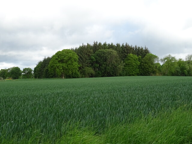 Crop field and woodland near Naltom House