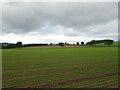 Crop field off Emmock Road