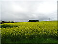 Oilseed rape crop near Nether Finlarg