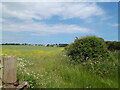 Fields south of Withernsea