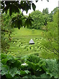 SW7727 : Looking across to the maze at Glendurgan Gardens by Rod Allday
