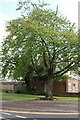 Tree on White Hart Lane, Collier Row