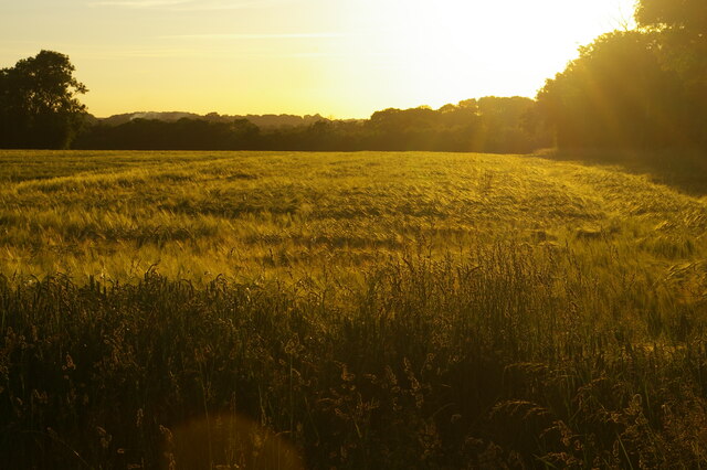 Barley field in evening light, Butchers Road