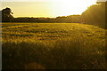 TM3965 : Barley field in evening light, Butchers Road by Christopher Hilton