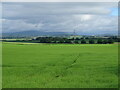 Crop field, North Leckaway