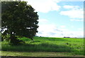 Crop field near Forfar