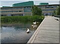 NH6944 : Two swans and seven cygnets at UHI by Douglas Nelson