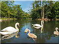 Mute Swans and cygnets at Boultham Park, Lincoln